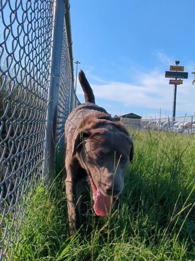 Dog Park at Love's Travel Stops - Tifton, GA