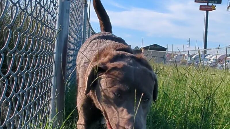 Dog Park at Love's Travel Stops - Tifton, GA