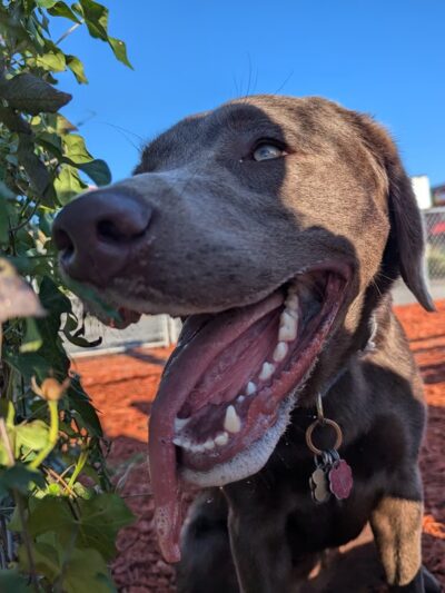 Dog Park at Love's Travel Stops - Tifton, GA