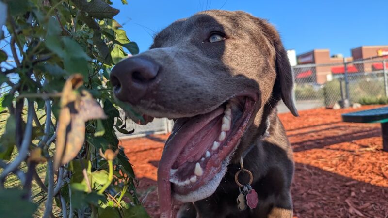 Dog Park at Love's Travel Stops - Tifton, GA