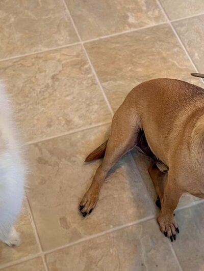 Tiny Tails Pet Care - ,