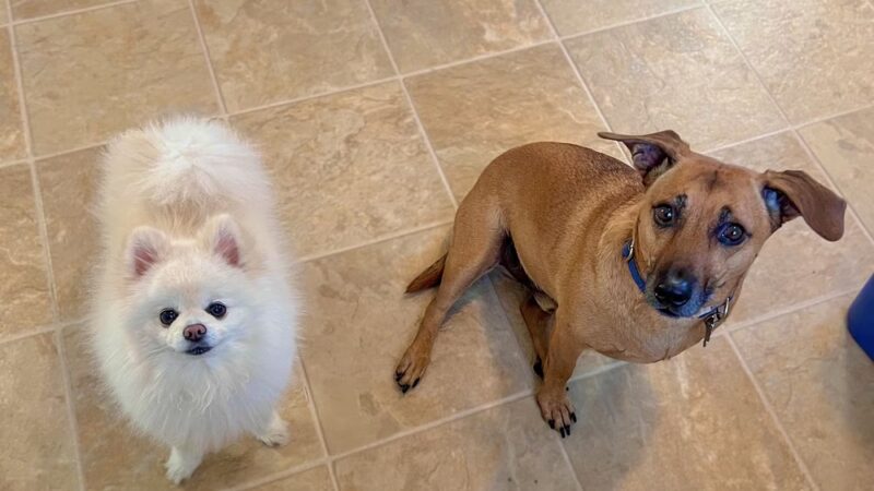 Tiny Tails Pet Care - ,