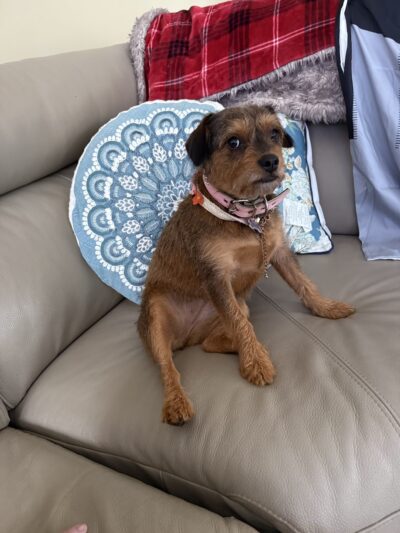 Tiny Tails Pet Care - ,