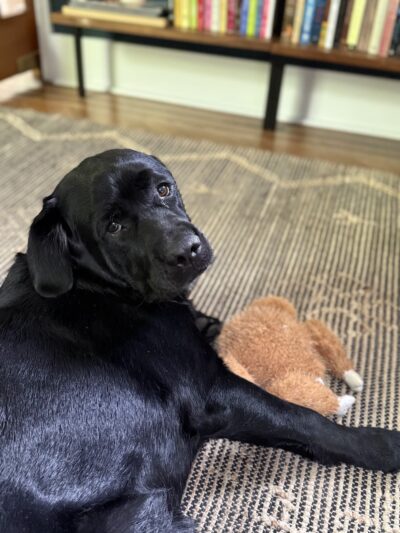 Tiny Tails Pet Care - ,