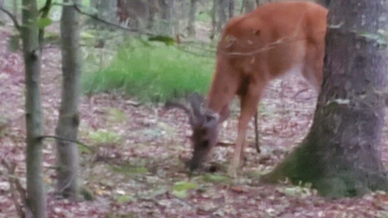 Tobyhanna Campground - Tobyhanna, PA