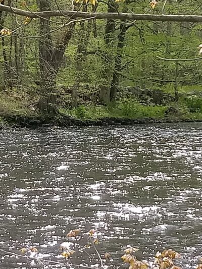 Heron Cove Park - Tolland, CT