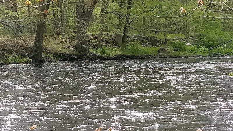 Heron Cove Park - Tolland, CT