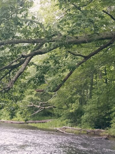 Heron Cove Park - Tolland, CT