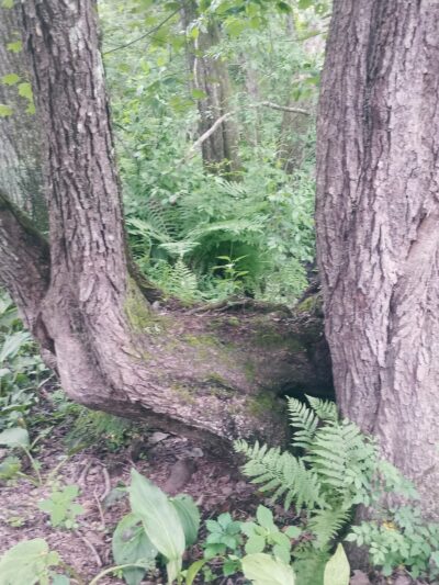 Heron Cove Park - Tolland, CT