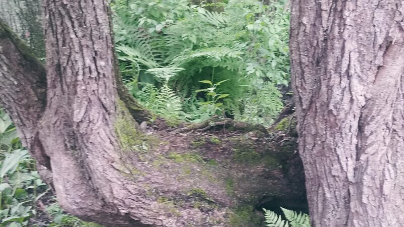 Heron Cove Park - Tolland, CT