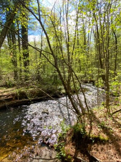 Shafran Conservation Area - Tolland, CT