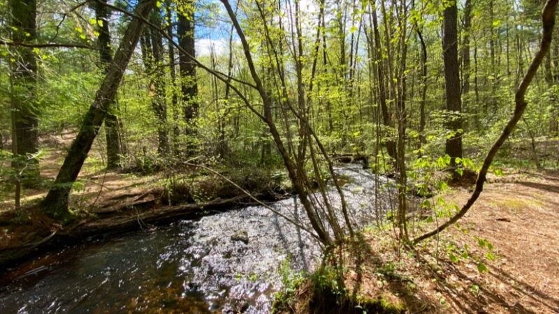 Shafran Conservation Area - Tolland, CT