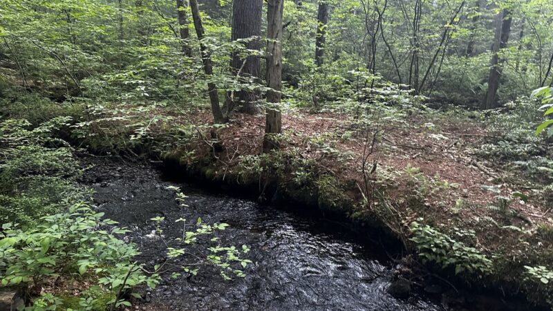 Shafran Conservation Area - Tolland, CT