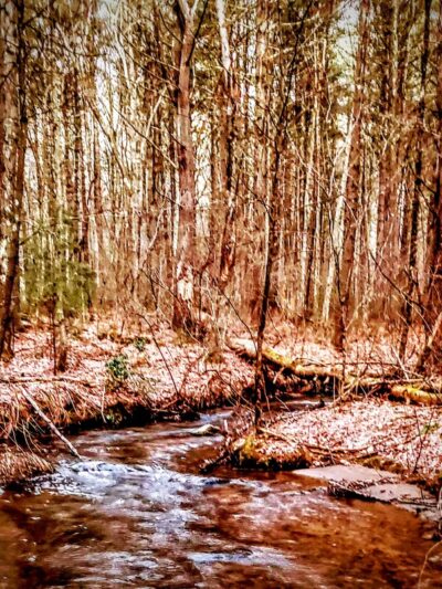 Shafran Conservation Area - Tolland, CT