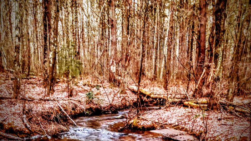 Shafran Conservation Area - Tolland, CT