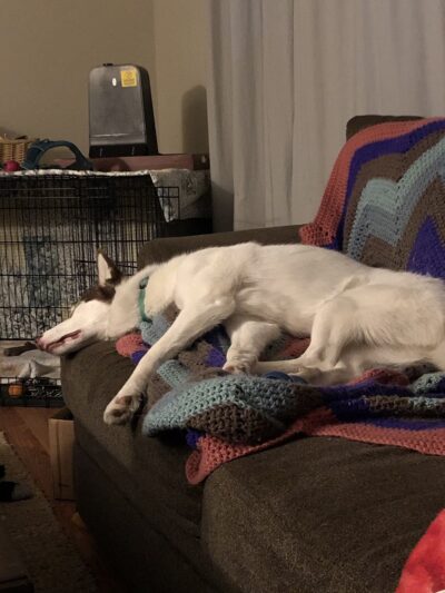 Tolland Tails - Tolland, CT