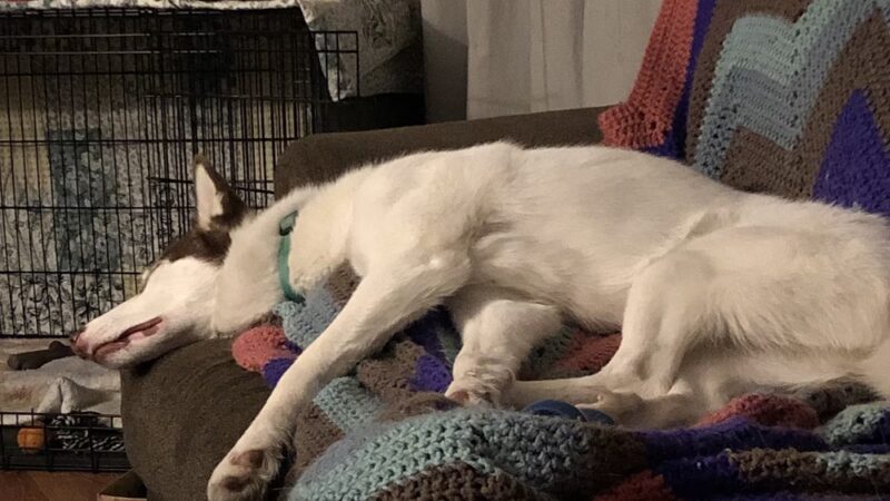 Tolland Tails - Tolland, CT