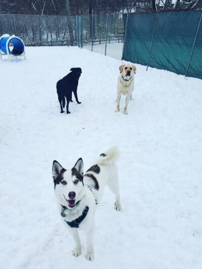 Tolland Tails - Tolland, CT