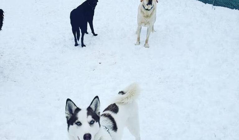 Tolland Tails - Tolland, CT