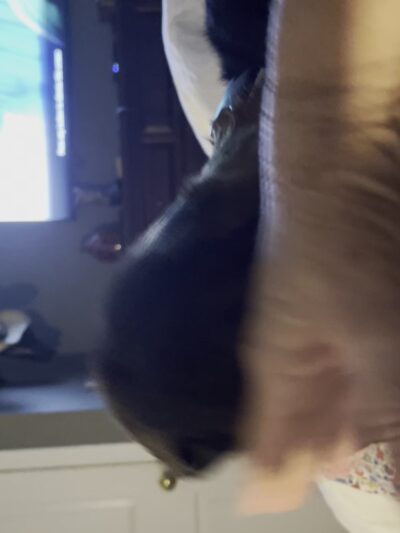 Tolland Tails - Tolland, CT