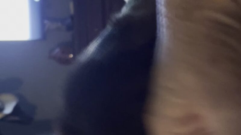 Tolland Tails - Tolland, CT