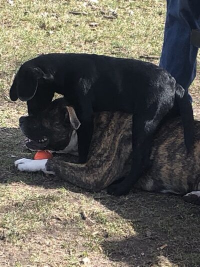 Tomah Dog Park - Tomah, WI