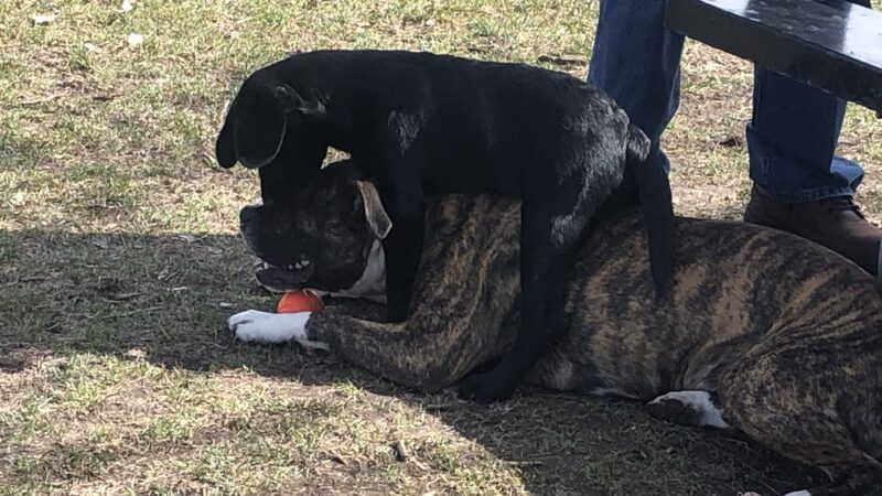 Tomah Dog Park - Tomah, WI