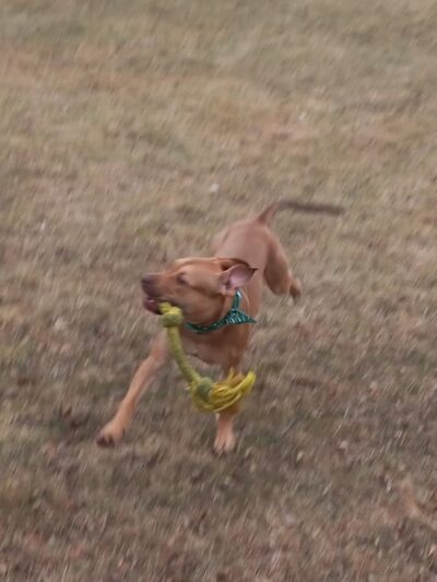Tomah Dog Park - Tomah, WI