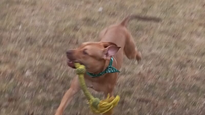Tomah Dog Park - Tomah, WI