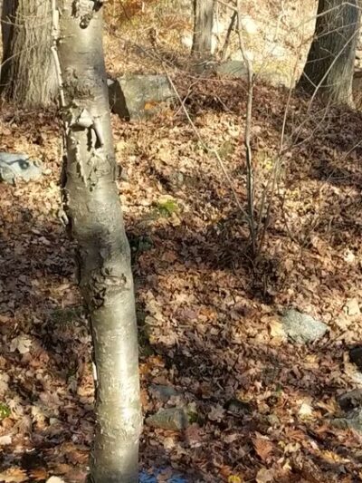 Timp Torne & Jones Point Path Trailhead - Tomkins Cove, NY