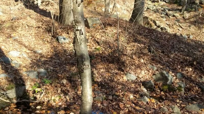 Timp Torne & Jones Point Path Trailhead - Tomkins Cove, NY
