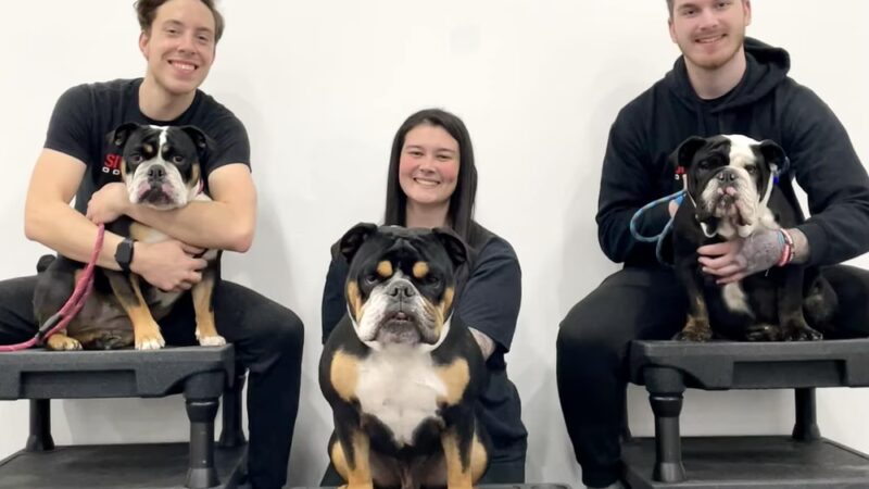 Sit Means Sit Dog Training - Toms River - Toms River, NJ