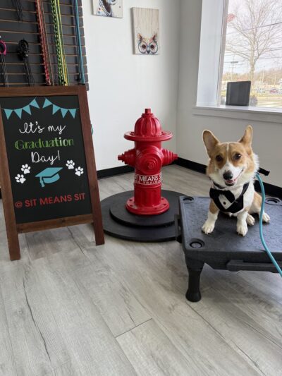 Sit Means Sit Dog Training - Toms River - Toms River, NJ