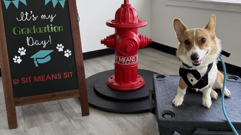 Sit Means Sit Dog Training - Toms River - Toms River, NJ