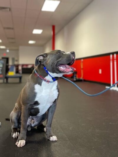 Sit Means Sit Dog Training - Toms River - Toms River, NJ