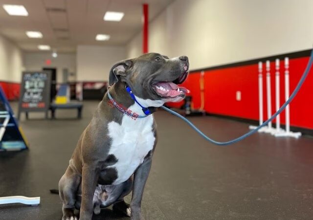 Sit Means Sit Dog Training - Toms River - Toms River, NJ