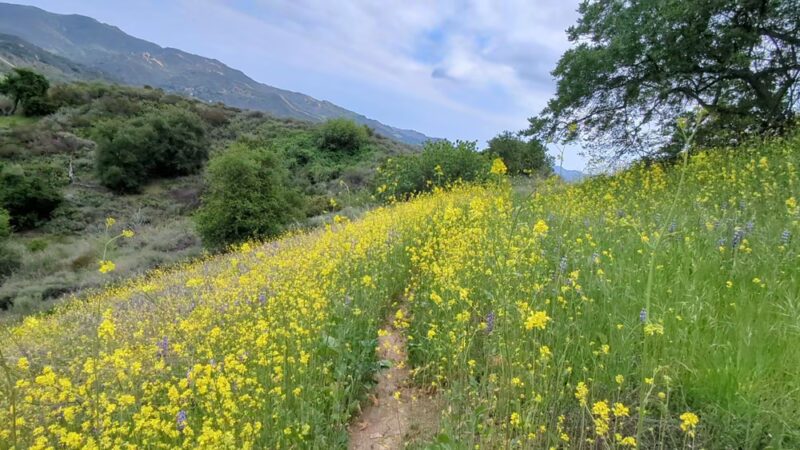 Viewridge Trail in the Santa Monica Mountains - Topanga, CA