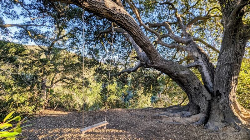 Viewridge Trail in the Santa Monica Mountains - Topanga, CA