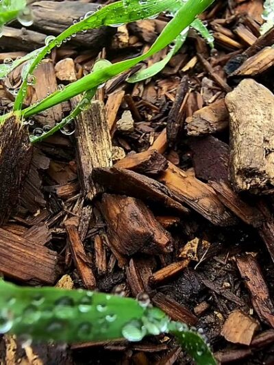 Wild Walnut Park - Topanga, CA