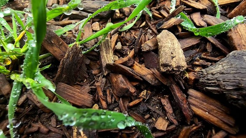 Wild Walnut Park - Topanga, CA