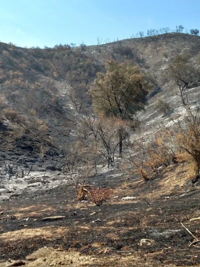 Wild Walnut Park - Topanga, CA