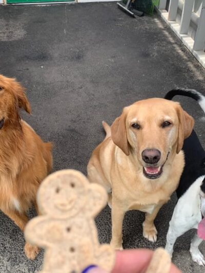 Happy Paws @ Unleashed - Topsham, ME