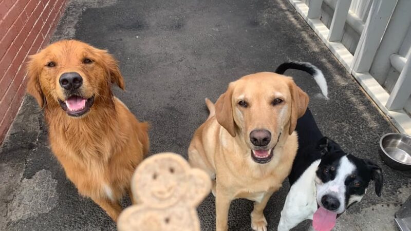 Happy Paws @ Unleashed - Topsham, ME