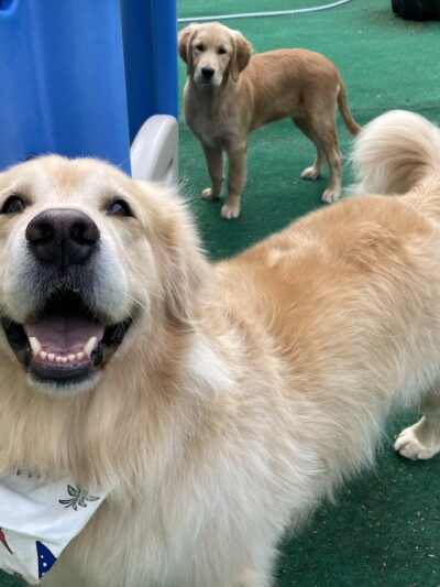 Happy Paws @ Unleashed - Topsham, ME