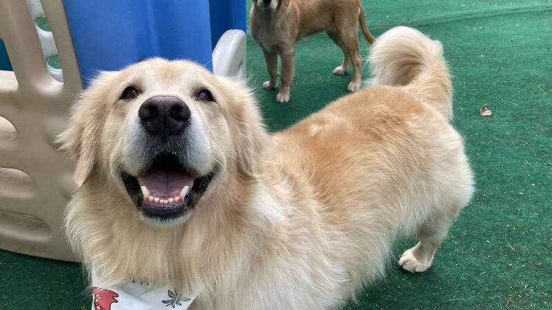 Happy Paws @ Unleashed - Topsham, ME