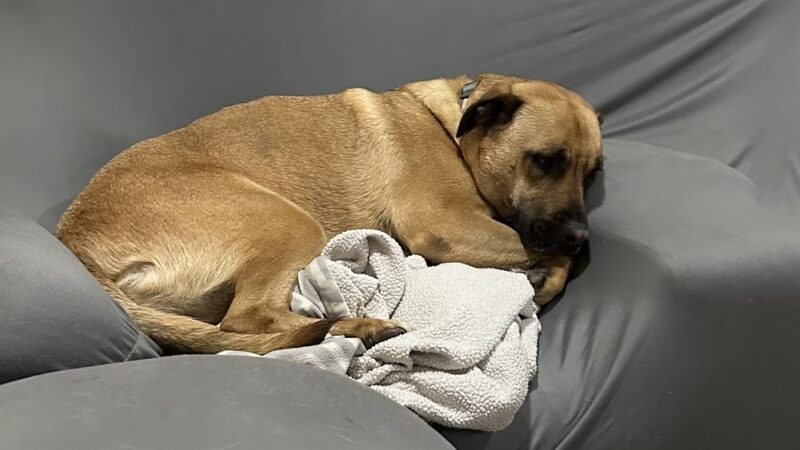 Happy Tails No Kill Shelter - Towanda, PA