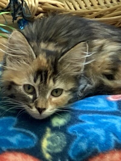 Happy Tails No Kill Shelter - Towanda, PA