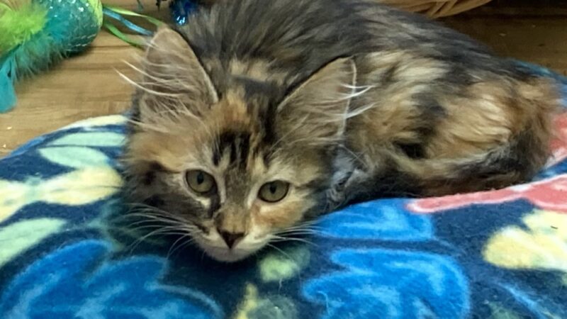 Happy Tails No Kill Shelter - Towanda, PA