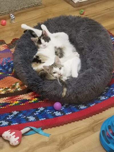 Happy Tails No Kill Shelter - Towanda, PA