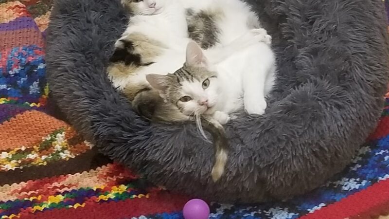 Happy Tails No Kill Shelter - Towanda, PA